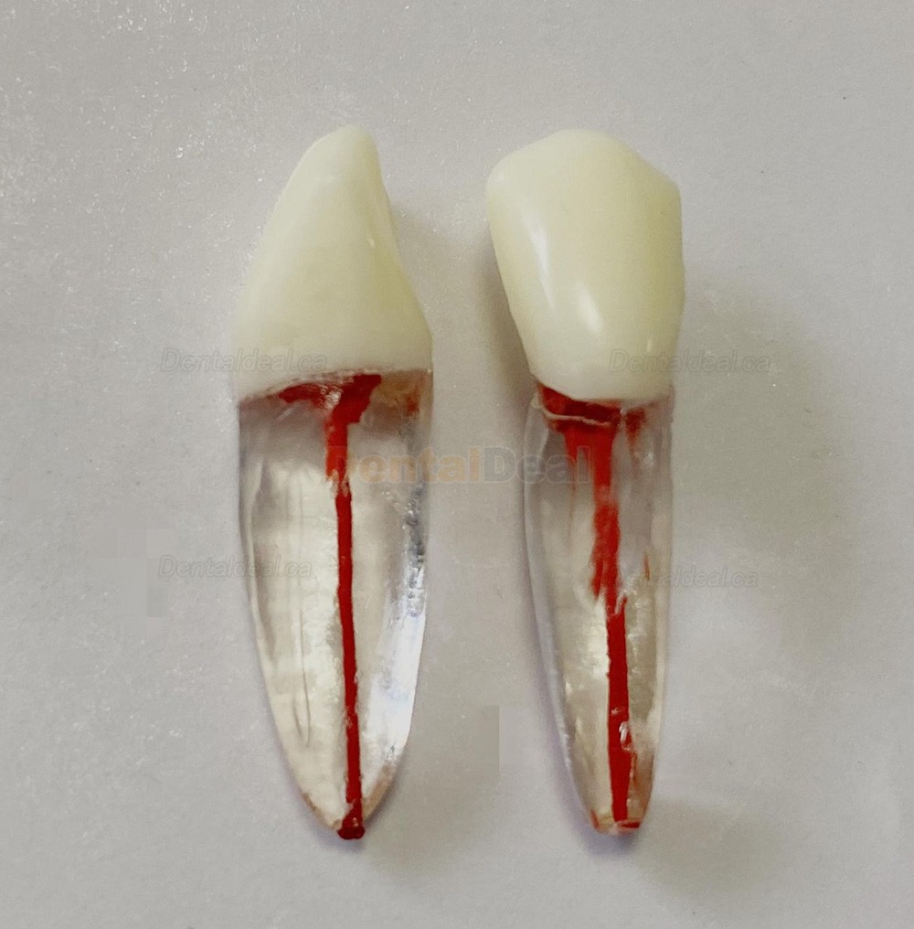 Dental Teeth Practice Model Endo File Molar Upper Lower Tooth Premolar Root 2/3-Rooted Canal